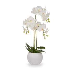 White Orchid in Pot